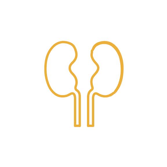 Kidney-Disease.png